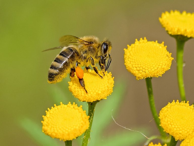 Honingzalf en andere verzorgingsproducten die de bijen ons leveren